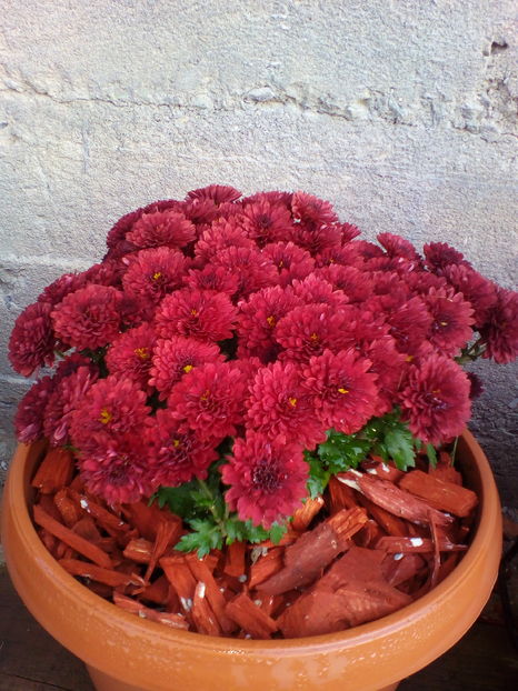  - curtea cu toate cele 2016