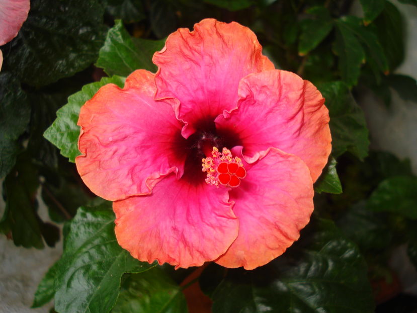  - Hibiscus Erin Rachel