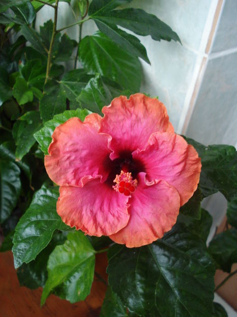  - Hibiscus Erin Rachel