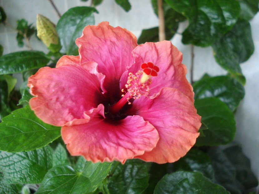  - Hibiscus Erin Rachel