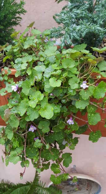 cymbalaria muralis - Noiembrie 2016