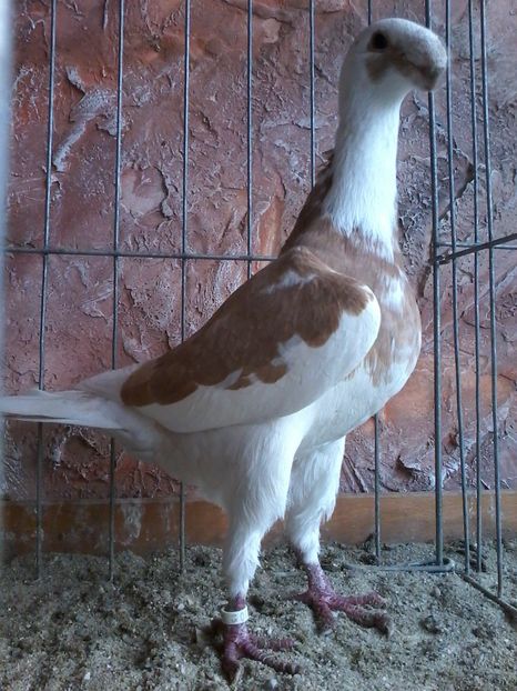 MASCUL REZERVAT