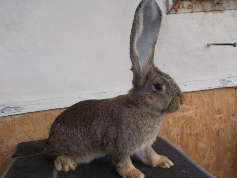 Parinti: Beverly&Joachim