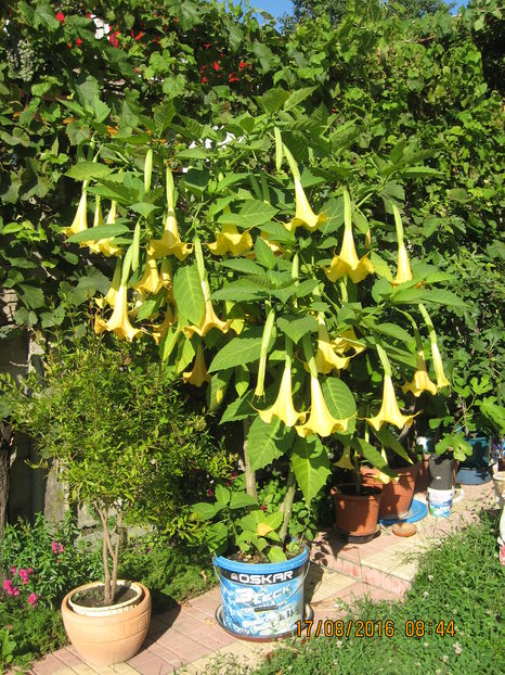 Picture 7014 - 3 BRUGMANSIA