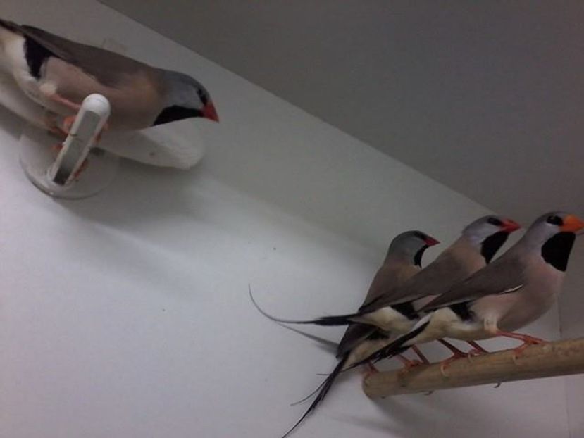 14958299_298231507243280_1372635801_n