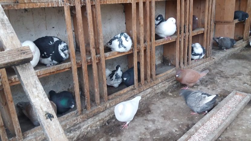  - Porumbeii mei la baie