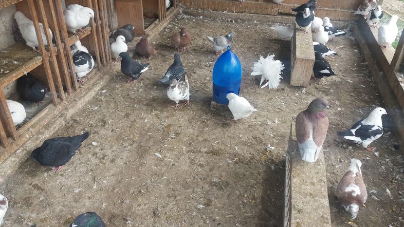  - Porumbeii mei la baie