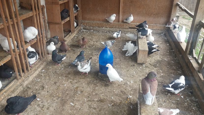  - Porumbeii mei la baie