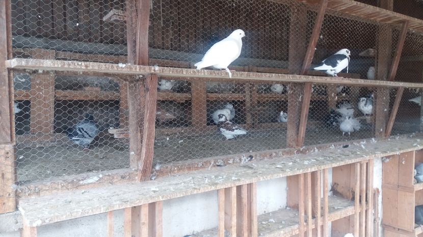  - Porumbeii mei la baie