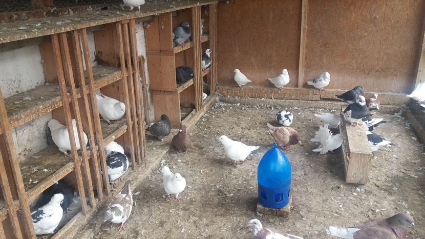  - Porumbeii mei la baie