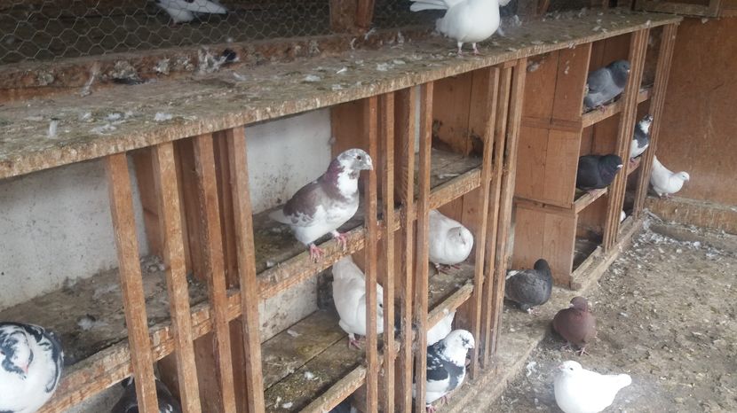  - Porumbeii mei la baie