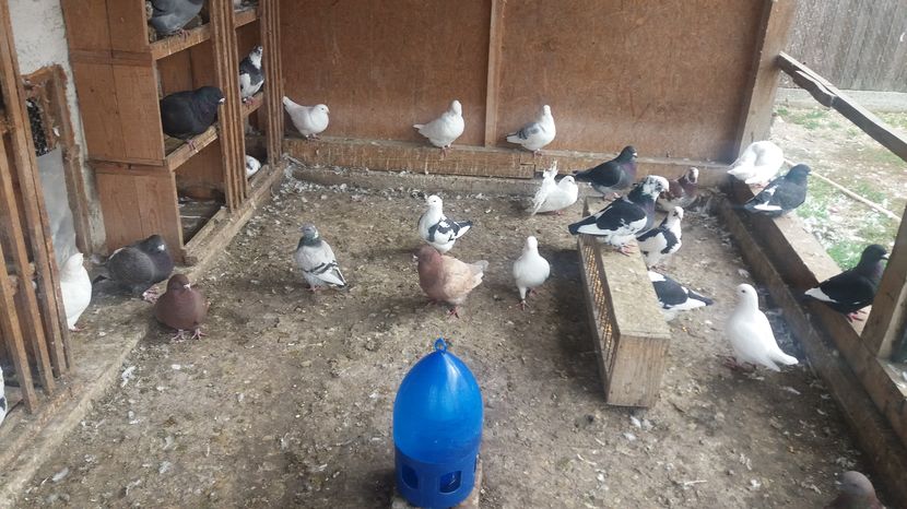  - Porumbeii mei la baie