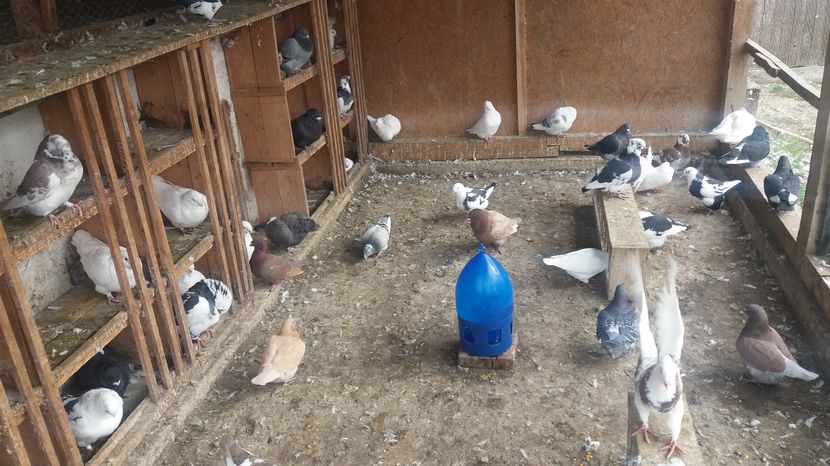  - Porumbeii mei la baie