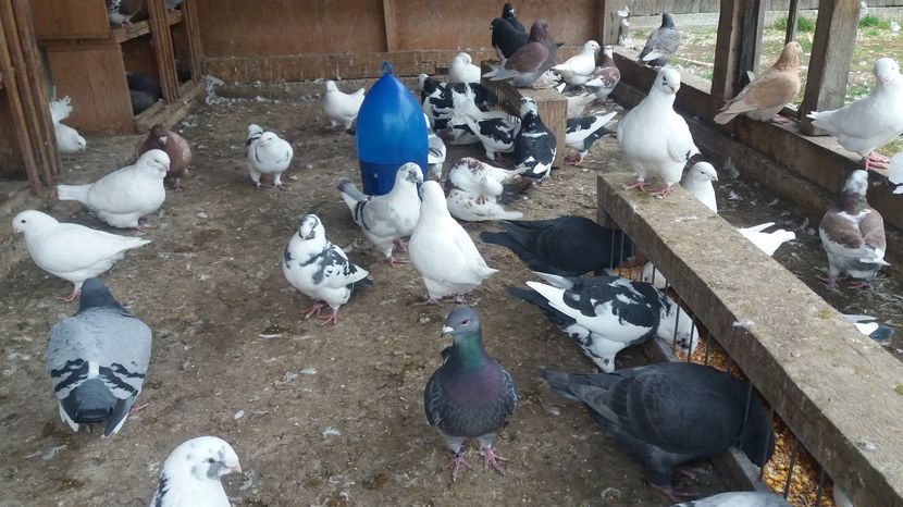  - Porumbeii mei la baie