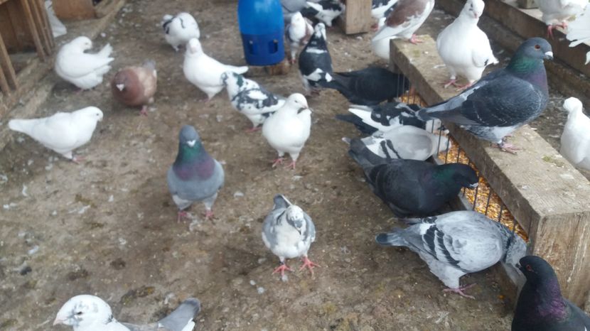  - Porumbeii mei la baie