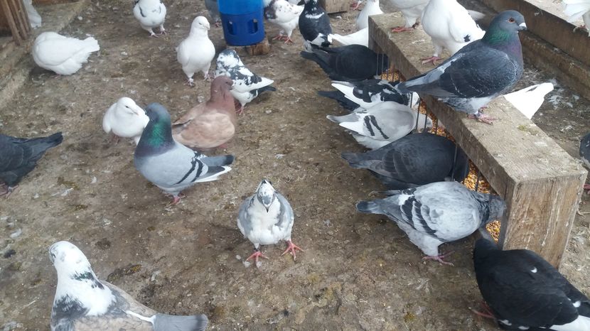  - Porumbeii mei la baie