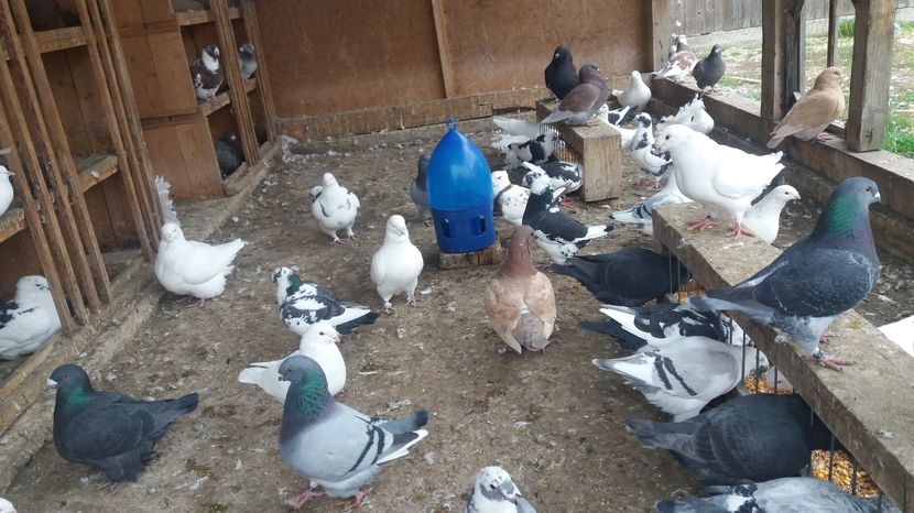  - Porumbeii mei la baie