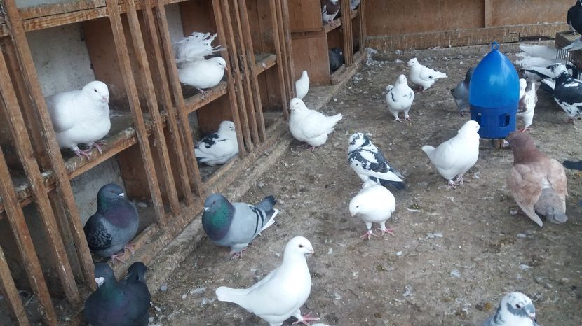  - Porumbeii mei la baie