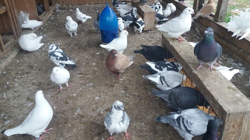  - Porumbeii mei la baie