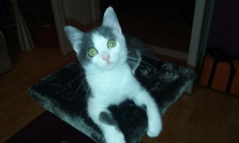  - ELSA