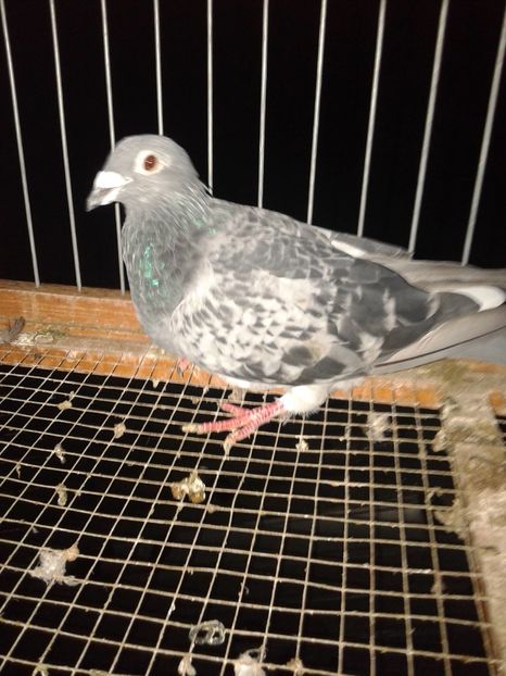 Bg15F-50 lei-vandut-Radu S-Mv-Br - I - de vanzare - voiajori