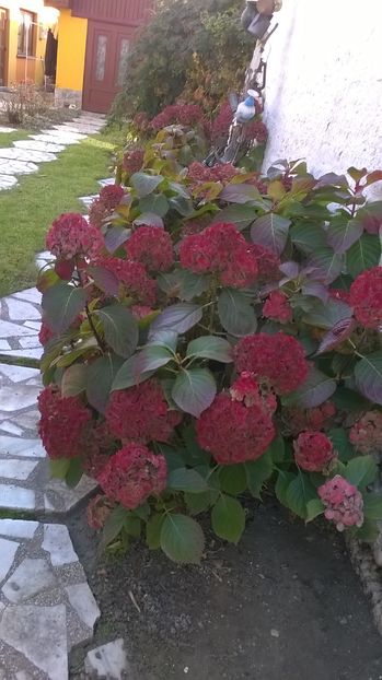 In timp ce ale mele s-au uscat demult