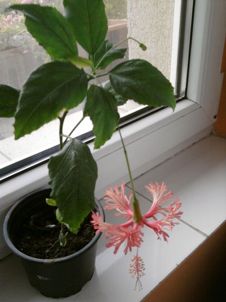 hibiscus schizopetalus - noiembrie 2016