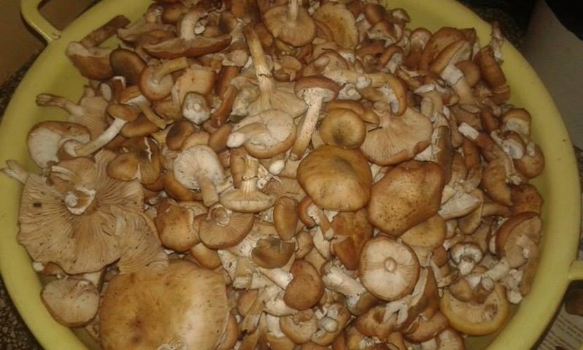 14287682_1357278470967362_979602927_n