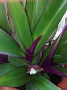 14908248_311408639244667_4754009735729627725_n