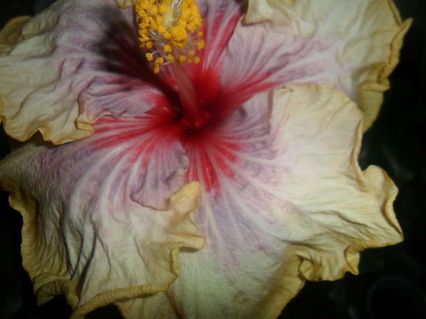 tahitian stellar - 0000-colectia mea de hibiscusi
