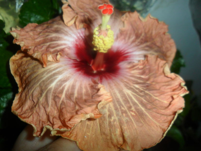  - hibiscusi 2016 -9