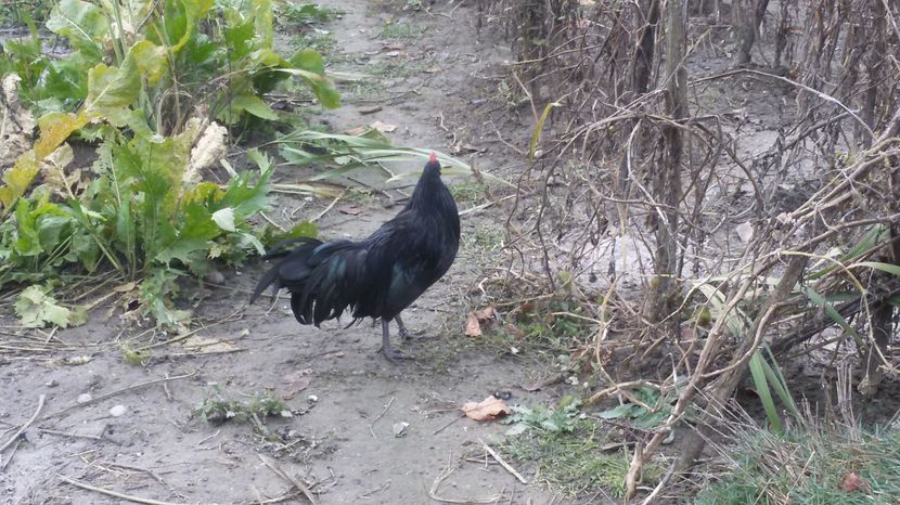  - Phoenix negru