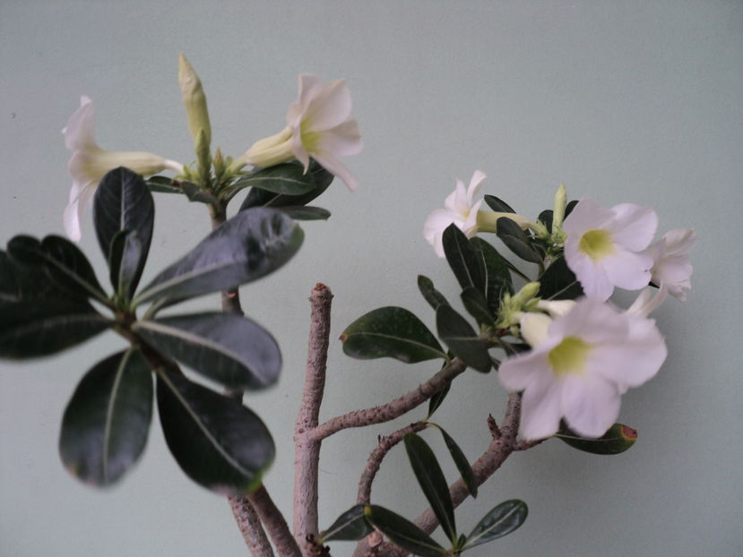 8 nov 2016 - ADENIUM