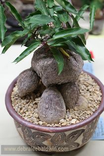 Ficus amstel queen in vas Muradian - achizitionat Ficus amstel queen in vas Muradian - achizitionat
