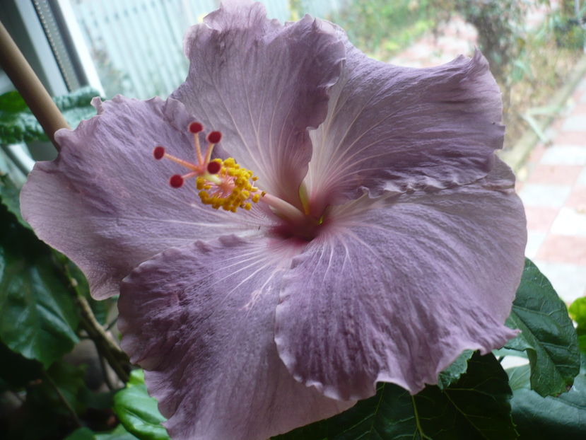 P1300669 - HIBISCUSI 2016-7