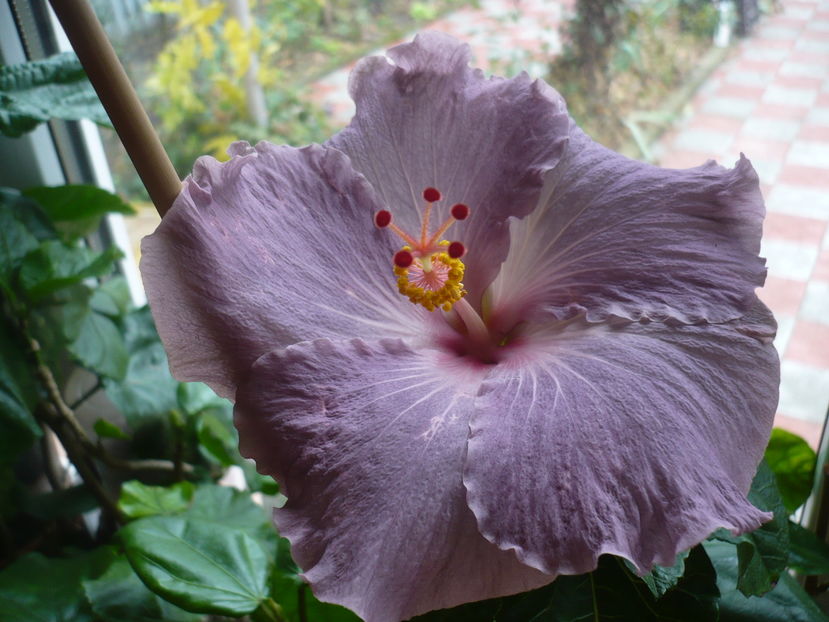 P1300673 - HIBISCUSI 2016-7