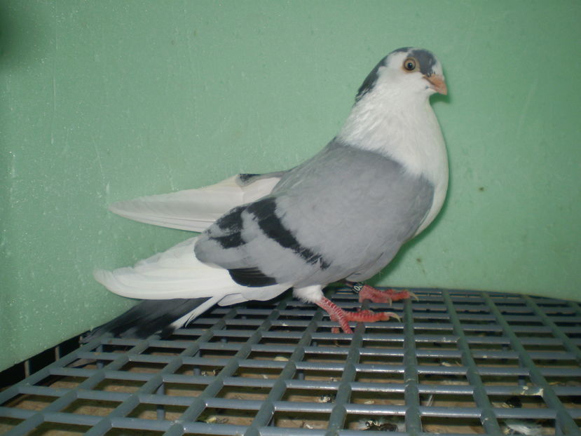 victima soim 10 05 2017 - arhiva juc de galati