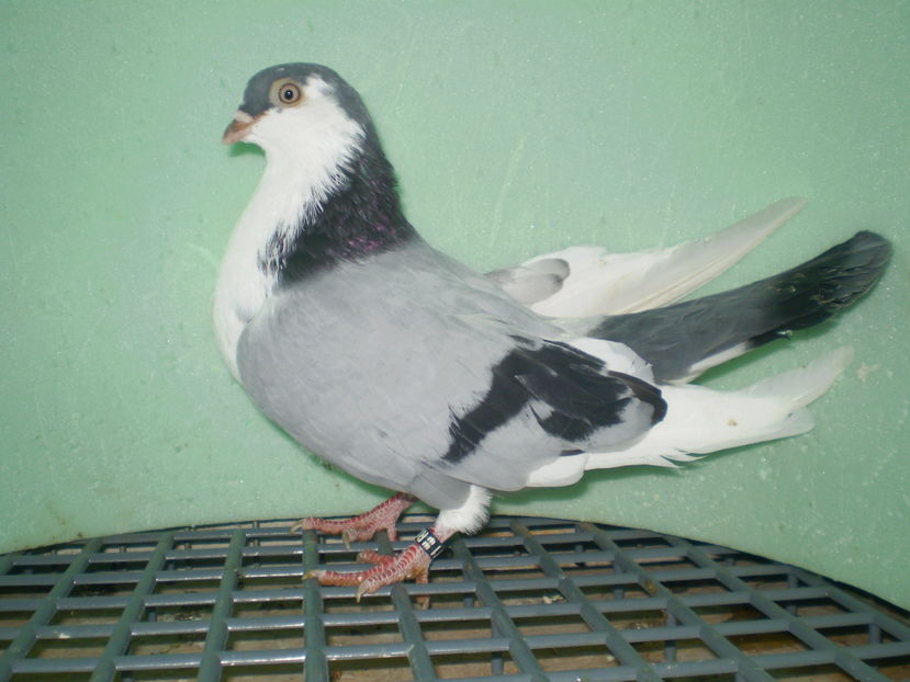 P8050063 - arhiva juc de galati