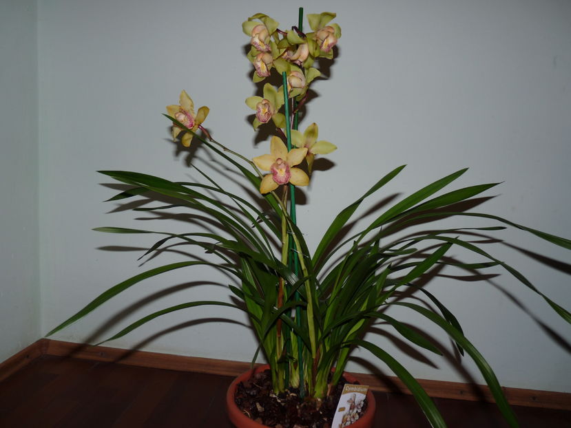 Cymbidium York Meredith Cooksbridge   8.11.2016 - Cymbidium