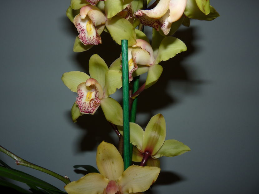 P1060800 - Cymbidium