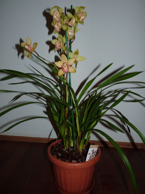 P1060801 - Cymbidium