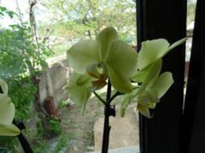 96699727_UPDLCRP - Phalaenopsis