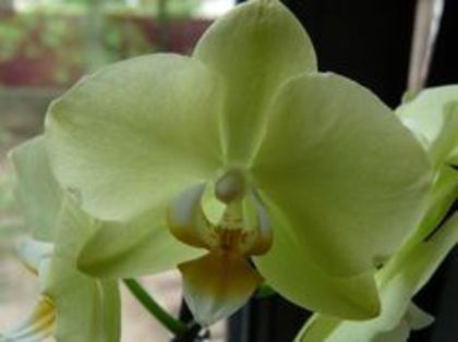 96699744_JBQJWIA - Phalaenopsis