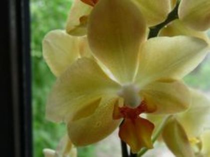 96699747_YXNYDDC - Phalaenopsis