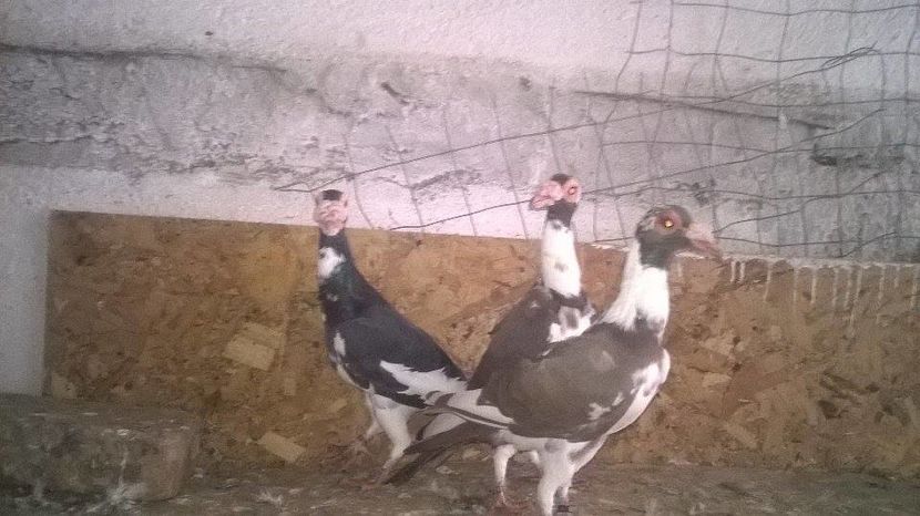 14961565_1246977245359689_752967983_n