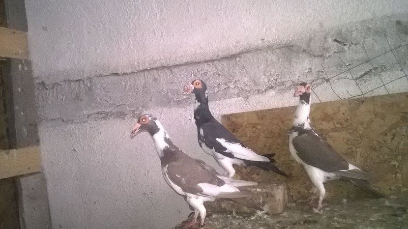 14961594_1246978015359612_563479262_n