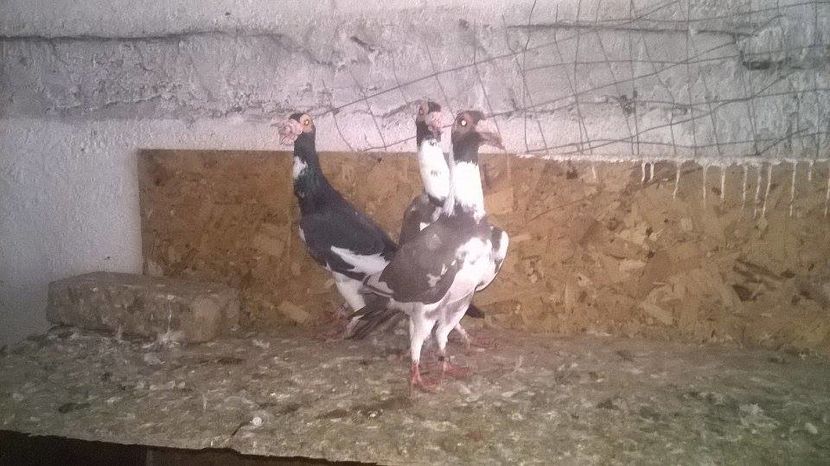 14971925_1246977332026347_665090814_n