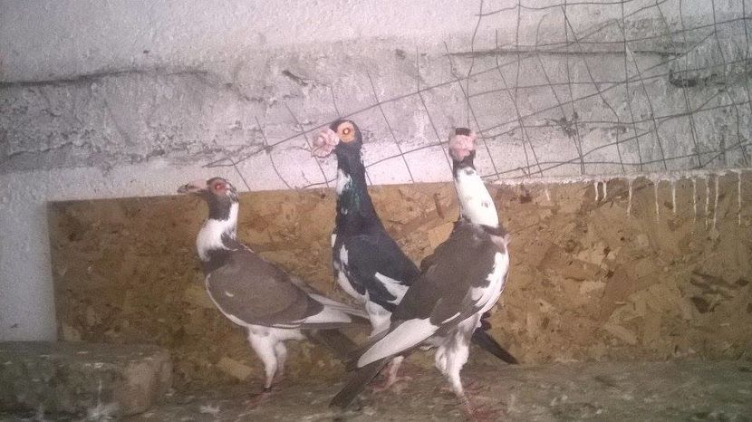 15033730_1246977428693004_1044215597_n