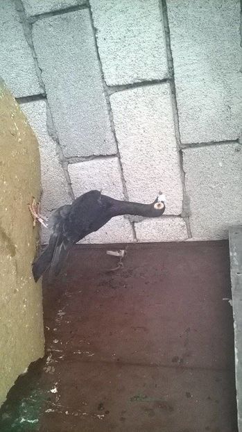 15032378_1246975862026494_525153175_n