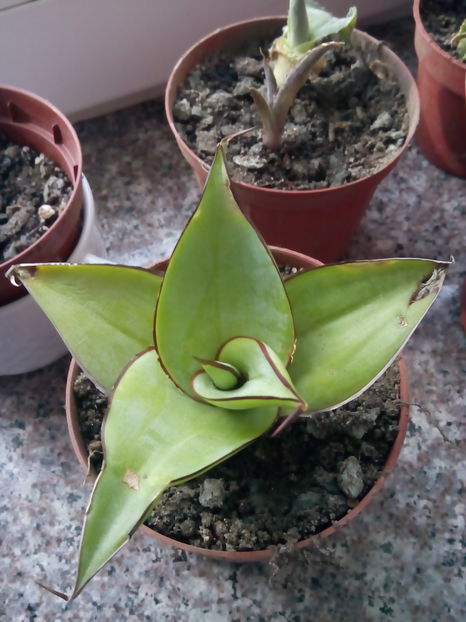 Agava chazaroi - Colectia mea de agave